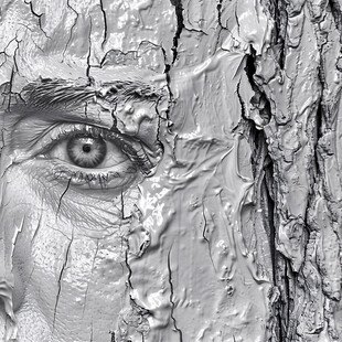 眼睛一样的树疤