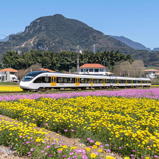 驶过花海的动车