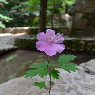 紫花葵锦葵