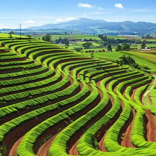 田间风景田梯风景