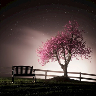 樱花树下的长椅