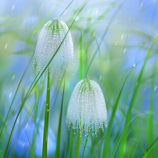 露珠背景素材水生植物