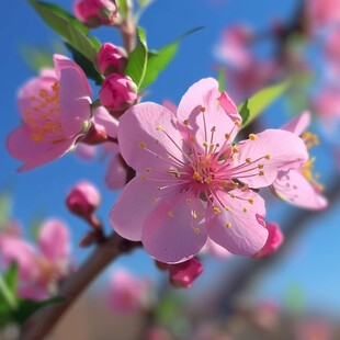 桃花素材春天高清特写