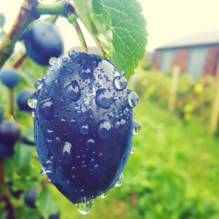 雨天蓝莓果