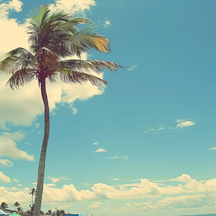蓝天白云椰子树