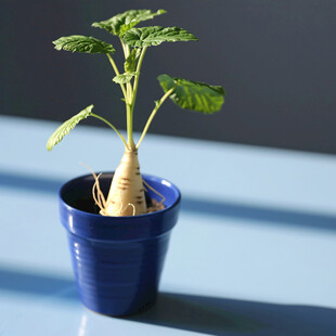 红薯青花瓷盆栽