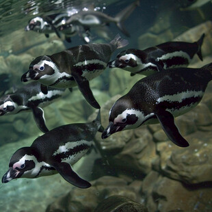 水族馆企鹅图