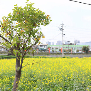 动车与黄花风铃木