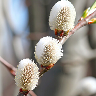 结香花花蕾柔毛