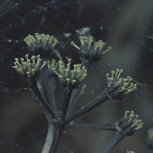 龙爪花无叶花幽灵花