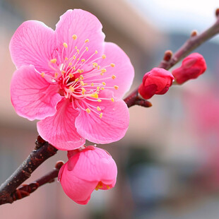 红色桃梅花