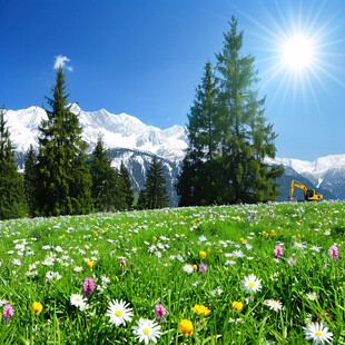 高山草甸鲜花