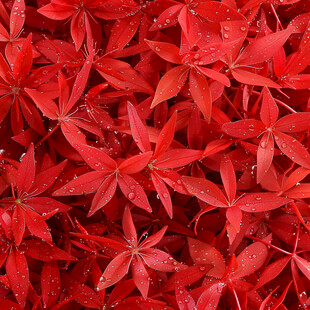 红枫叶背景素材