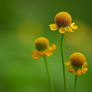 小野花野菊花