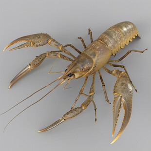 小龙虾模型
