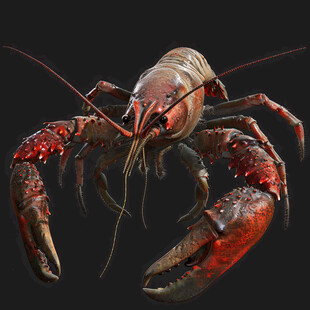 写实龙虾