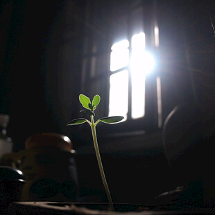 阳光植物窗台小绿植