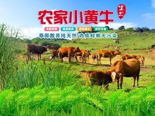 农家小黄牛