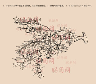 红豆杉