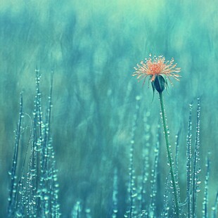 雨中毛草花