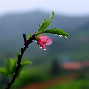 雨后的桃花