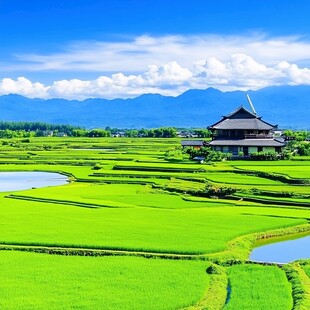 高清乡村稻天