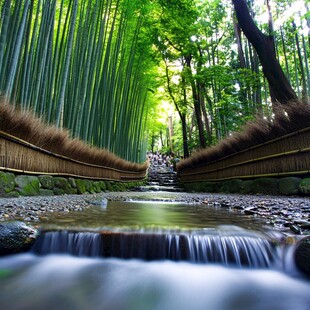 竹子京都