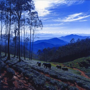 高山鹿鸣茶山风光