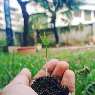 椰子树育苗