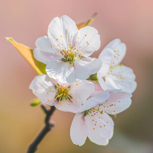 阳光白色鲜花粉色樱花