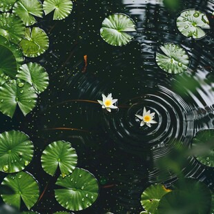 水面漂浮的植物