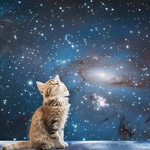 猫咪星空