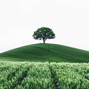 一棵树原野