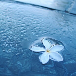 雨露与鸡蛋花