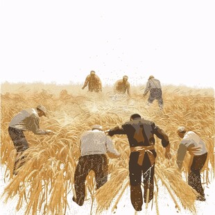 收割青稞插画