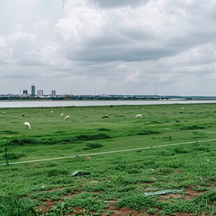 鄱湖湿地