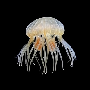 海洋动物水母高清图片
