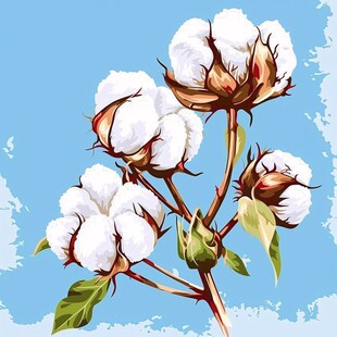 棉花插画