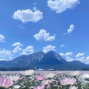 小岩井农场