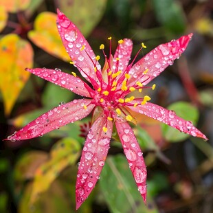 雨后的红桎花