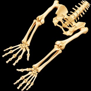 骨骼高清图片素材下载