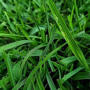 雨露麦苗