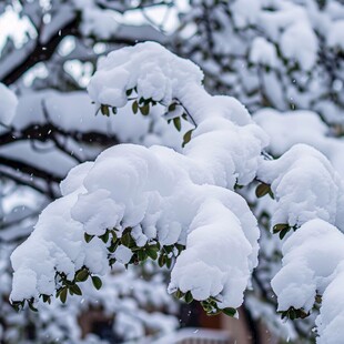 积雪积雪如玉