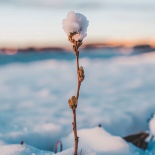 雪原植物特写