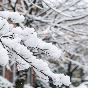 白雪压枝