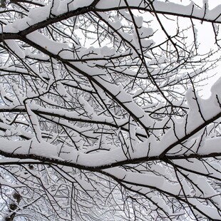 仰拍树枝积雪