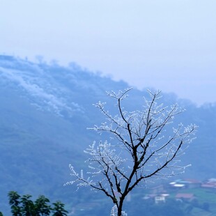 流溪香雪