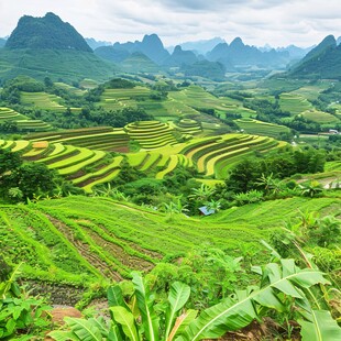 喀斯特地貌的水稻田