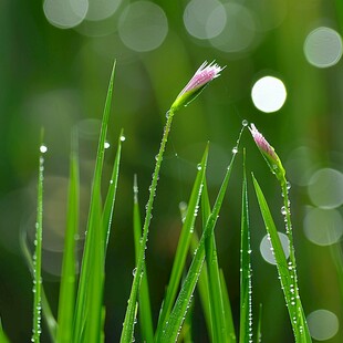 草尖上露水