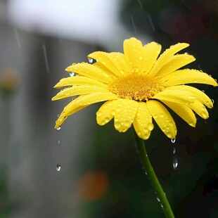 菊花丝丝沾雨珠